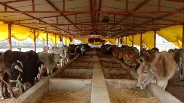 अधिकारियों ने ली गोआश्रय स्थलों की खैर-खबर, खामियां दूर करने के लिए होगी पहल
